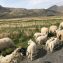 Navigating the Single Track Roads of the Isle of Mull: An Essential Guide for Visitors