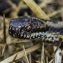 Adders on Mull: Identification and Safety Guide