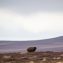 The Wild Haggis of Mull: Your Guide to Spotting Scotland’s Elusive Creature