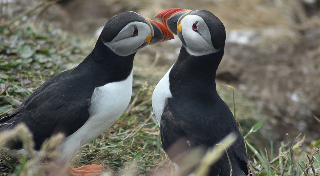 Close-up of a Puffin on Staffa