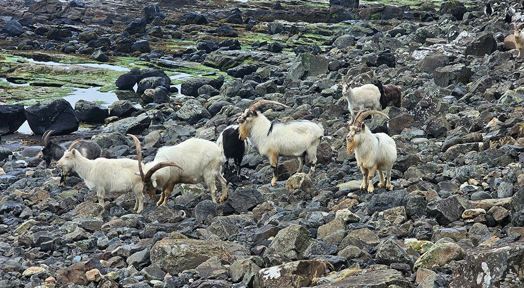 Wild Goats grazing on a rocky hillside near Carsaig, Isle of Mull