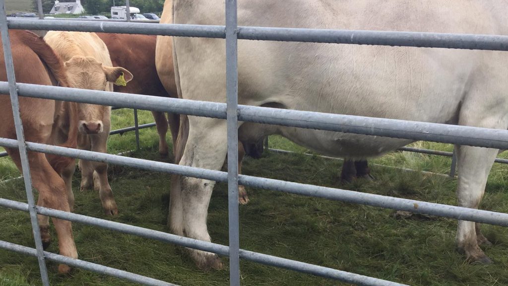 Bunessan Show