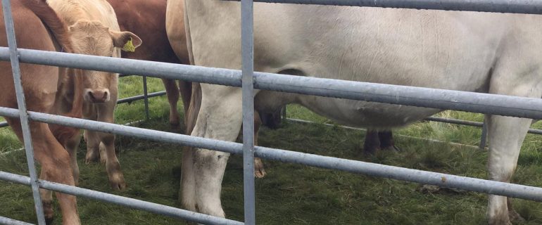 Bunessan Show