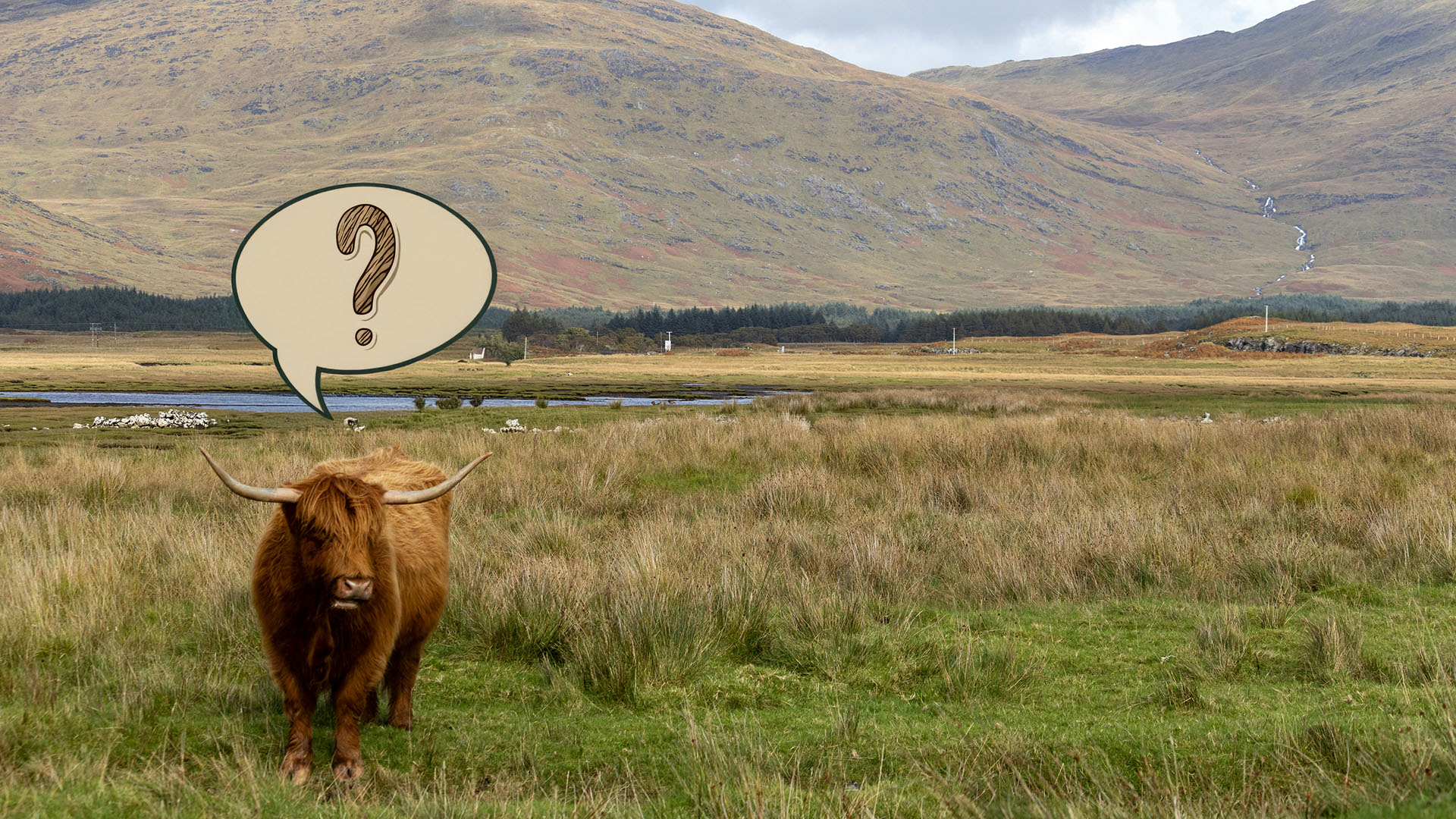 Highland cow with a background of hills and question mark in speech bubble above it.
