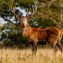 Discover the Thrill of Deer Stalking Holidays on the Isle of Mull