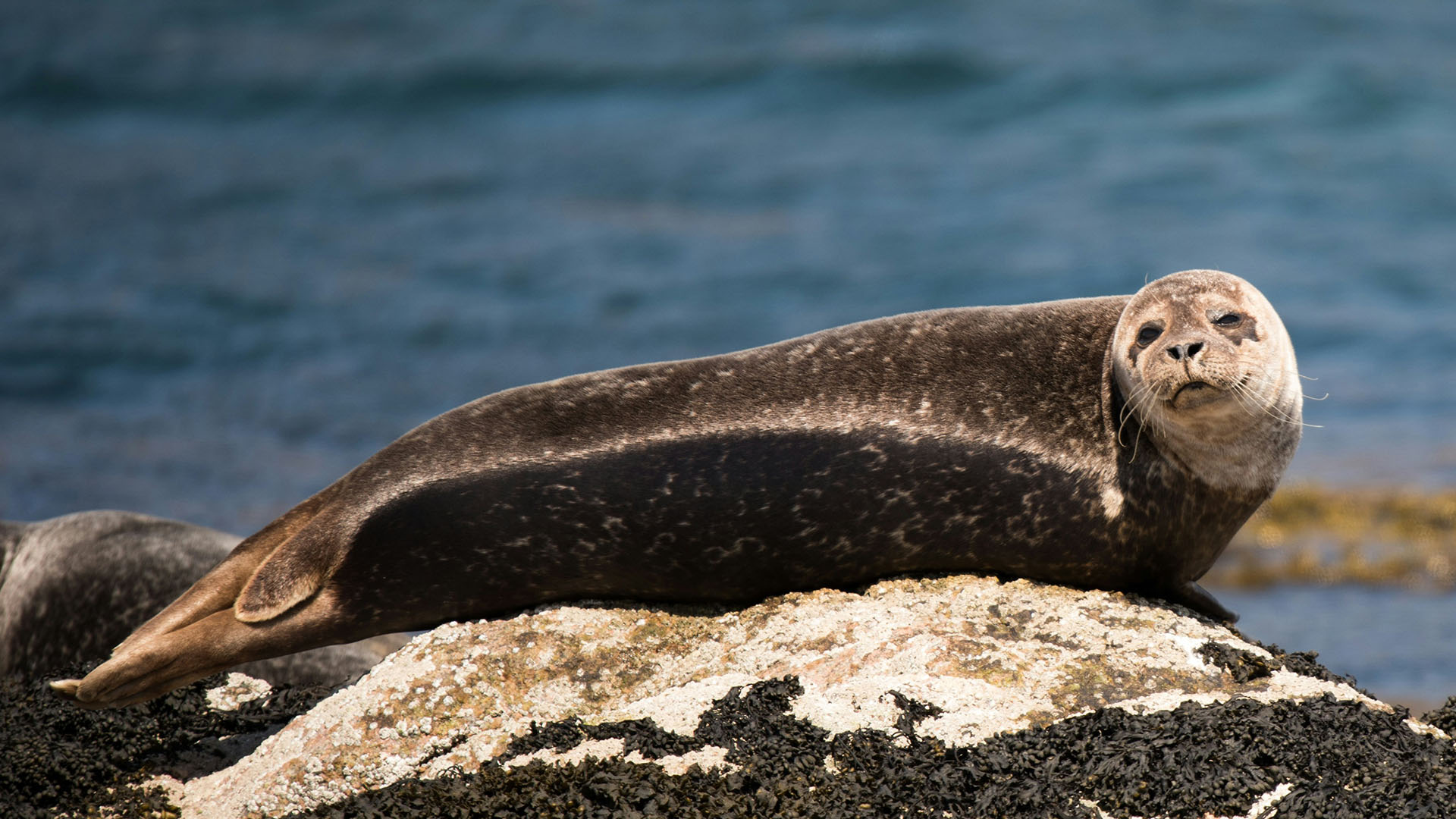 a seal basking on a rock.