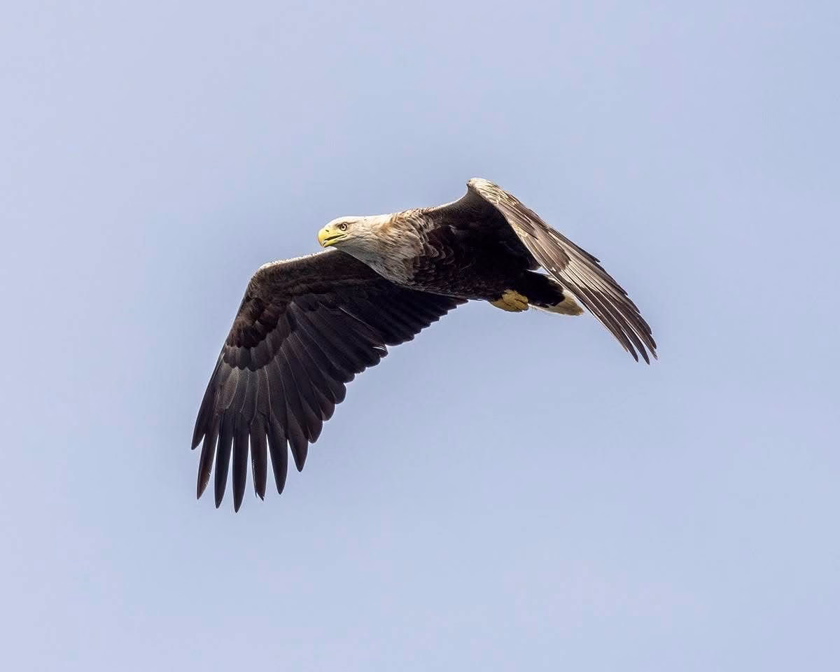 A white-tailed eagle soaring high in the sky.