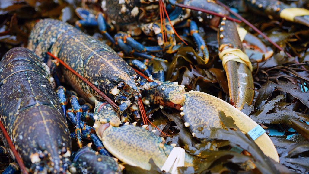 A close-up shot of several freshly caught European lobsters, dark blue and mottled, lying on a bed of wet, dark brown seaweed.